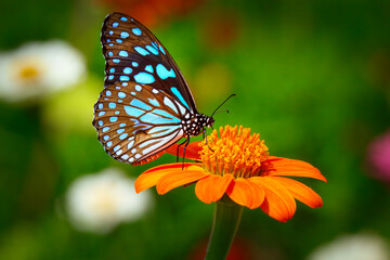 Butterfly Blue Tiger or Danaid Tirumala limniace on orange sunflower or Mexican sunflower (Tithonia rotundifolia), with dark green blurred bokeh background
