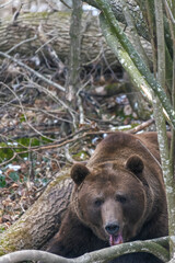 Brown bear in the  forest