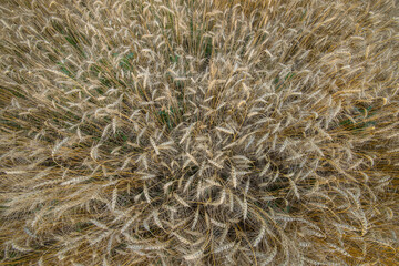 Shot from above wheat field, golden ears. Texture, background, harvest.
