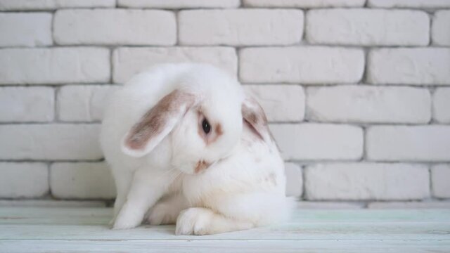 White rabbit stand on wooden floow near white wall as background and it clean back of body. Easter animal symbol stay in house concept.