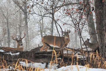 Strong White Tail buck watching over two deer, relaxes in the snow on a frosty day in the city park