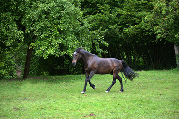 Black horse gallop free on meadow in springtime	