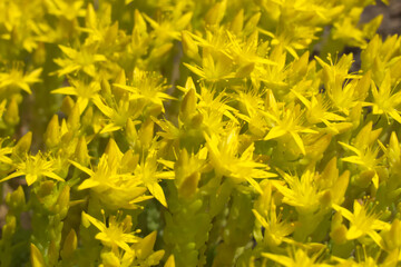 Blooming goldmoss stonecrop (Sedum acre)