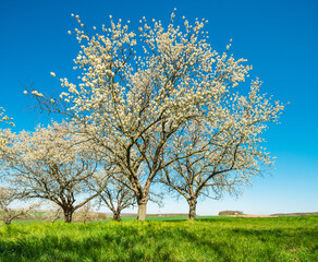 Fototapeta na wymiar Streuobstwiese, blühende Kirschbäume unter blauem Himmel