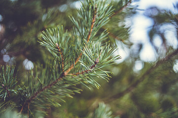 Young shoots of pine trees in winter