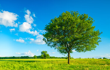 Fototapeta na wymiar Oak Tree in green meadow under blue sky with white clouds