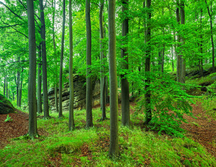 Naturnaher felsiger Buchenwald, Nationalpark Sächsische Schweiz
