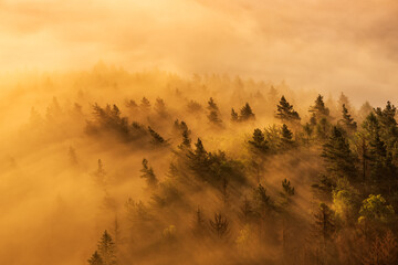 Forest with Fog Glowing in the Warm Light of the Rising Sun