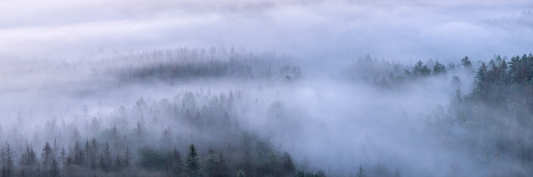 View over endless forest covered by fog at dawn © AVTG