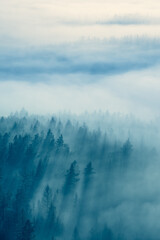 View over Mystic Foggy Forest at Dawn