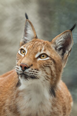 Lynx, close-up portrait. Wild animals