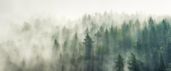 Vue panoramique sur forêt avec brouillard matinal