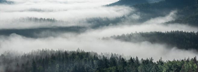 Background of panoramic forest covered by morning fog