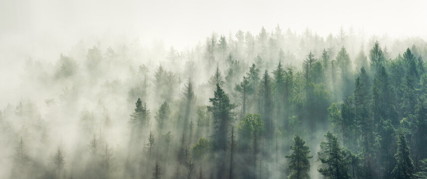 Panoramic view of forest with morning fog