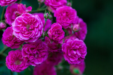 Rosa Elmshorn - rich magenta-pink roses by Kordes, closeup