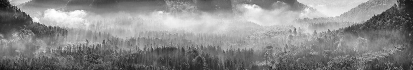 Black and white panorama of endless forest with fog