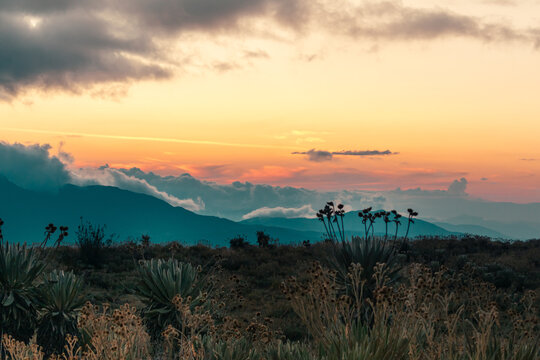 Frailejones guerreros del tiempo en tierra de nubes 

Vistas del paramo y El Nevado de El Cocuy y G&uuml;ic&aacute;n Boyac&aacute; en un vall&eacute; de frailejones un poco de conciencia
de protecci&oacute;n a estos lugares su Fauna 