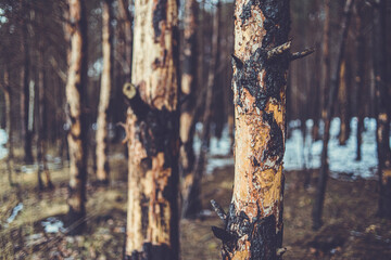 Scorched pine forest in winter