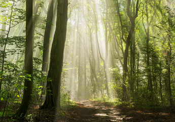 Sunbeams in Foggy Forest