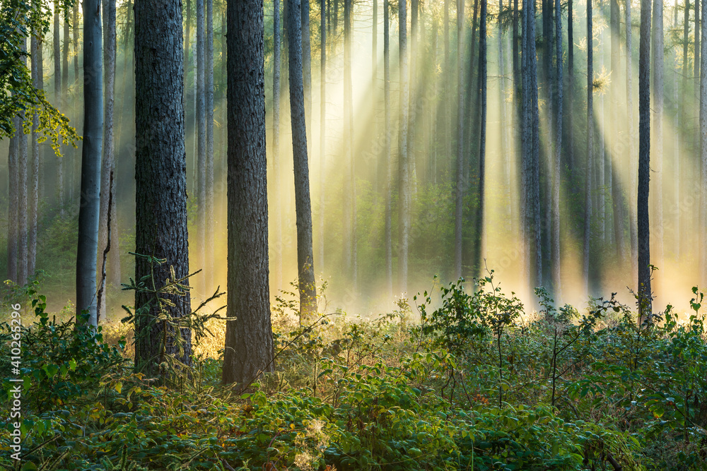 Wall mural beautiful sunny forest in autumn with sunbeams through fog