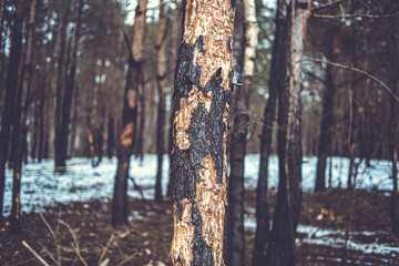 Scorched pine forest in winter