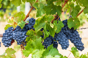 Ripe blue grapes growing in vineyard