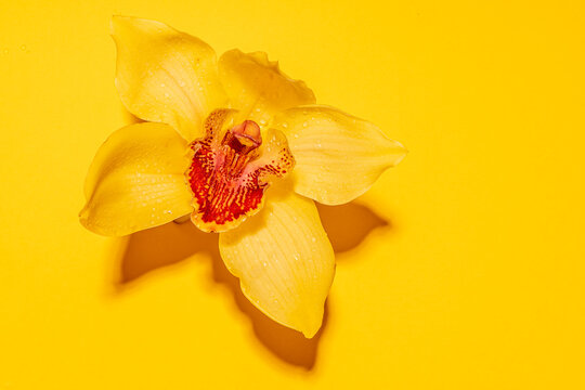 Head of yellow blooming orchid