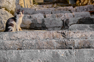 Black and white colored cat standing on ancient style stairs made of stone together with stone background.