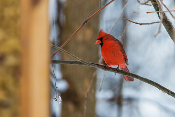 Male  northern cardinal (Cardinalis cardinalis) in winter
