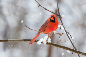 Male  northern cardinal (Cardinalis cardinalis) in winter