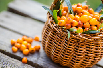 Yellow berries Hippophae and leaves. basket of sea buckthorns. Harvest sallowthorn. Collecting ripe berries seaberry for preparation of medicinal plants and cooking infusions and sandthorn tea.