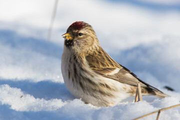 common redpoll or mealy redpoll (Acanthis flammea) in winter