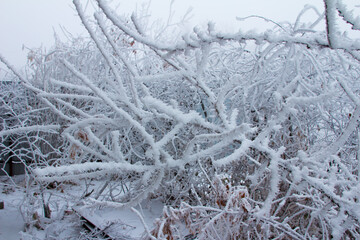Snowy forest on a gloomy day tree covered with snow. Snow-covered winter steppe during fog. Trees and grass covered with frost