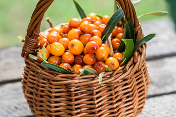 Yellow berries Hippophae and leaves. basket of sea buckthorns. Harvest sallowthorn. Collecting ripe berries seaberry for preparation of medicinal plants and cooking infusions and sandthorn tea.