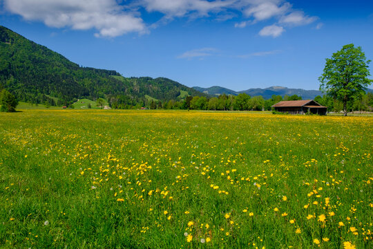 Alpine meadow in spring
