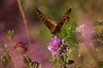 Papillon