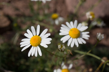 Fototapeta premium Wild Daisy