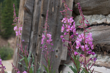 Wildflowers on Barn