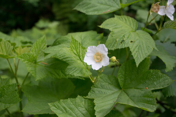 Wood Rose