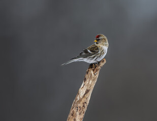 Common Redpoll Perched on Tree Branch in Winter on Gray Background
