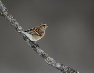 American Tree Sparrow on Tree Branch in Winter on Gray Background
