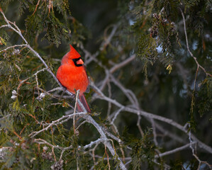 Male Northern Cardinal Perched on Evergreen Tree Branch in Winter 
