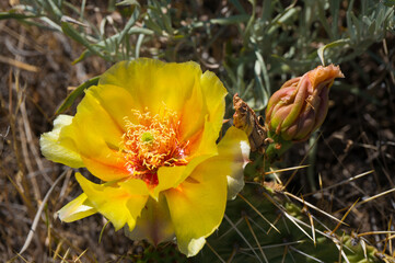 Desert in Bloom
