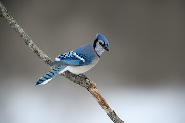 Blue Jay on Tree Branch in Winter on Gray Background