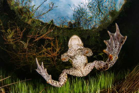 Common toad (bufo bufo) swimming in Weitsee lake