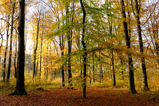 Kurler Busch park in autumn