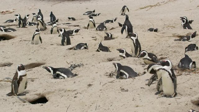 African penguin Spheniscus demersus also known as the jackass penguin and black-footed penguin. South Africa.