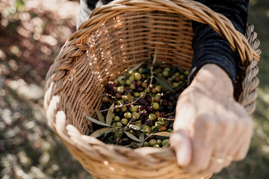 Senior woman holding olive basket in back yard