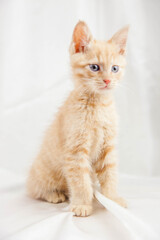 Red kitten on a white background sits.Pet and man's friend

