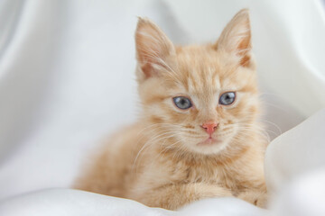 Red kitten on a white background sits.Pet and man's friend
